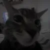 nasustuyu93