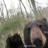 just_a_gray_bear
