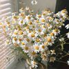 daisyfits2