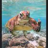 mrturtle240