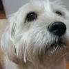 camiltosc