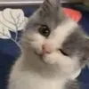 vihahdepchaj