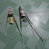 nht.minh5453
