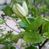 soemyintzaw66