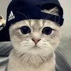 asifsheikh3478