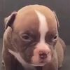 doggobytes