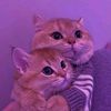 ramloyy83