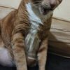 bocil.oyen4
