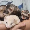 The 3 Musketeers