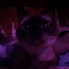 bella.spamm492