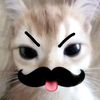 meow2_1meow
