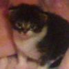pipipi2531
