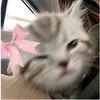urrdaisyrie