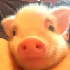 pignic広報部 エマ【emma】