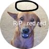 red.red7968