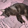 mewing.prot