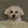 krempvp
