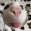 nastysha_leon