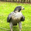 🦅صـ░ـقـ░ـرٍ آلَعـ░ـرٍبـ░ـ🦅