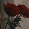 rovangyan0