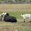 coloradohomesteading