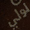 ahlam5950