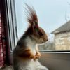 squirrel_masha