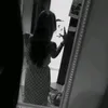 falconimya1