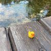111duckys111