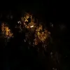 shammarf_61