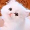 marialotfe1