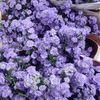 hil.flowers1