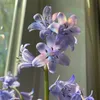 bluebells935