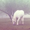 awannabeunicorn