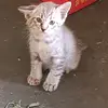wa.phutt