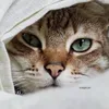 trantanpht.onl
