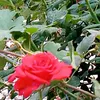 shahed.owij