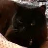 poulettecacahute