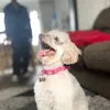 ameliadavies66