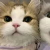 leyamey.kaizo