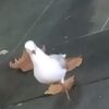 justagardenbird