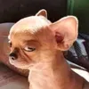 gabbescalderon
