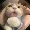 muondciu_26