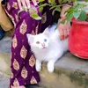 shazadishazadi459