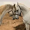 shaimaa.alkhaled