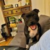 socks.the.staffy