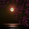 anwar50410713473302