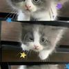 ssuili_