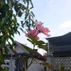 yayuk04799
