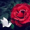 user41810984730314